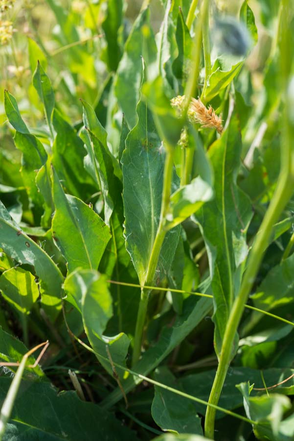Asteracea in crinale - Hieracium sp.
